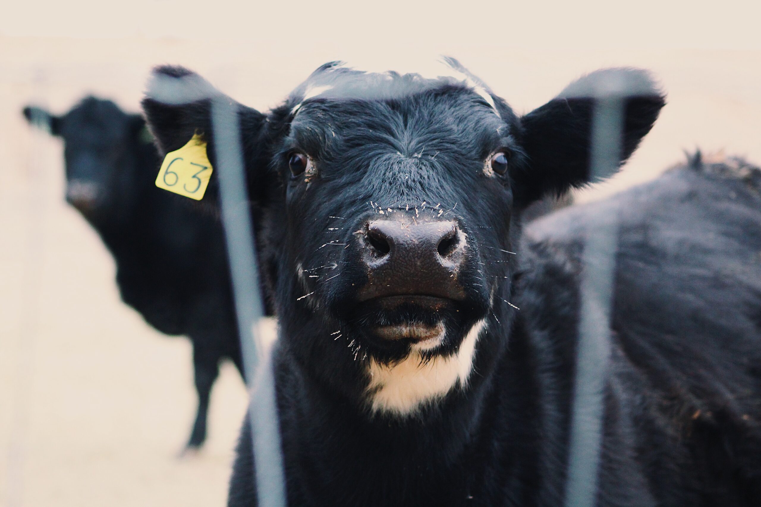 https://www.shencon.eu/wp-content/uploads/black-cow-with-yellow-and-white-tag-on-head-3602270-scaled.jpg