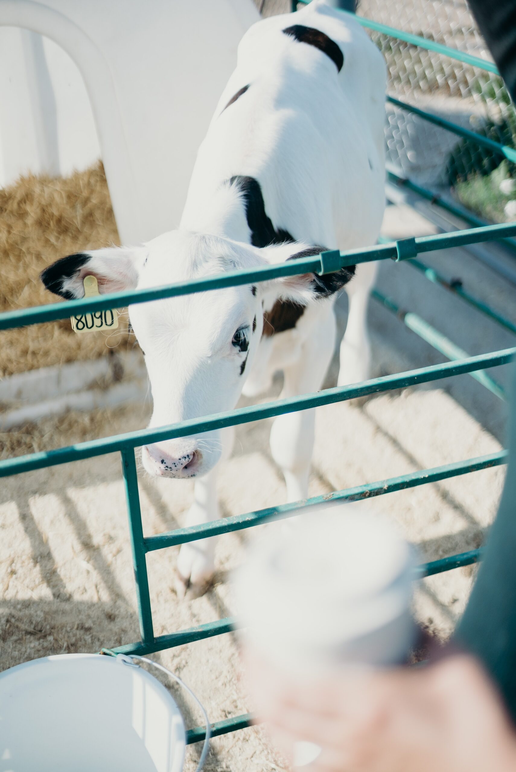 https://www.shencon.eu/wp-content/uploads/white-and-black-calf-3066767-scaled.jpg